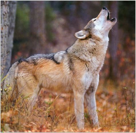 Caso natural sc: Un lobo aullando.