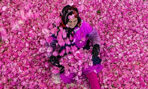 It is harvest time in Morocco’s Valley of the Roses - Agência de ...