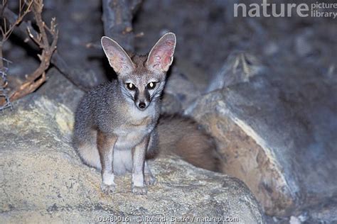 Blanford's Fox - Gray Fox on Rock at Night