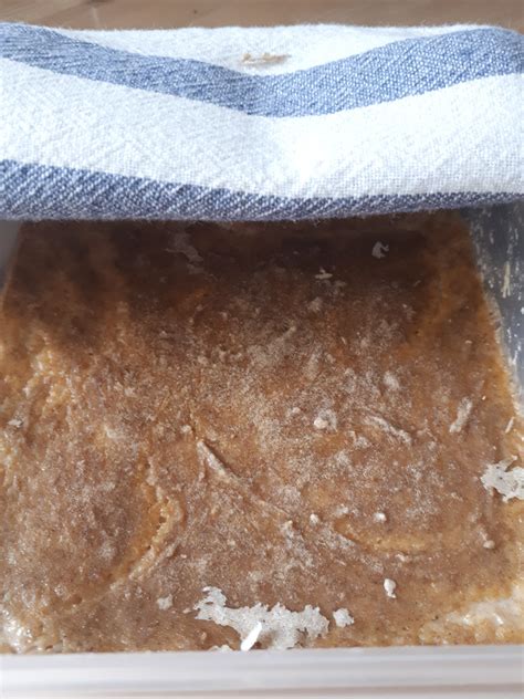 Is this white dust on the top of my starter mold? I've been growing it ...