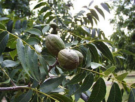 How to Grow Pecan Trees | Tallahassee.com Community Blogs