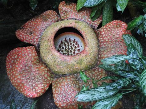 Rafflesia arnoldii... a parasitic plant | Singapore gardens | Antoine Hubert | Flickr