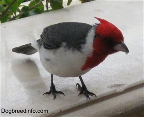 Pictures of Red-crested Cardinal, Bird, Birds in the Wild