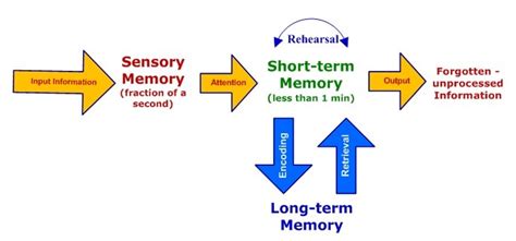 What Is Sensory Memory? Know The Types, Examples & Facts About This Memory Type