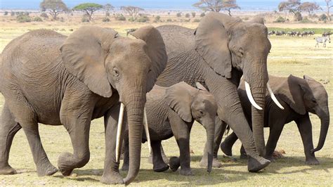 Free Images : adventure, wildlife, mammal, fauna, savanna, safari, kenya, indian elephant ...