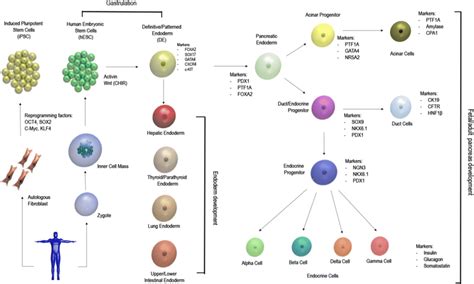 Differentiation map to go from human pluripotent stem cells towards... | Download Scientific Diagram