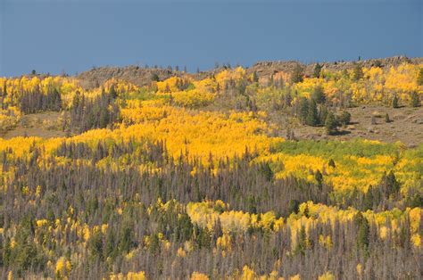 Aspen trees Rocky Mountain National Park. Photo by Charles Mooney | Rocky mountain national park ...