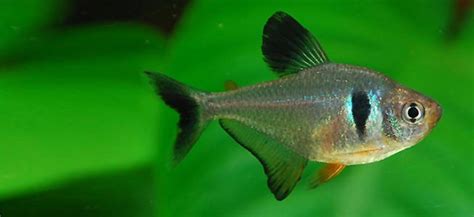 Black Phantom Tetra Behaviour Shoaling Habitat Size Water PH Feeding ...