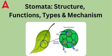 Stomata Diagram, Function, Definition, Structure, Types