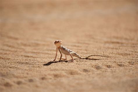 Oman Desert Marathon | The desert is full of life: meet the desert lizards