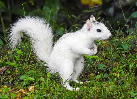 What Causes White Squirrels and How Rare are They?