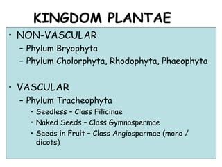 Gymnosperm notes | PPT