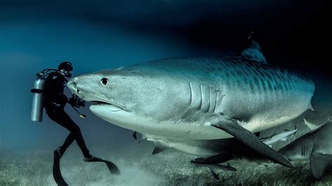 Suzy's Animals of the World Blog: THE TIGER SHARK