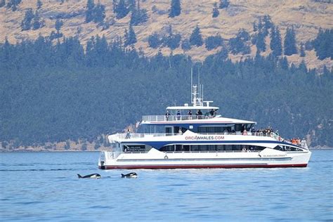 TripAdvisor | Anacortes Guaranteed Whale Watching Tour -- Fall provided by Island Adventures ...