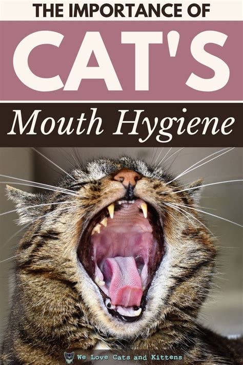 10 Best Cat Dental Treats | Cat health care, Cat care tips, Cat health