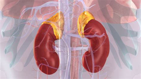 Adrenal Glands(Suprarenal Glands): Functions and Disorders