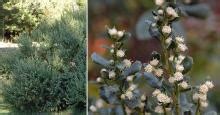 Baccharis pilularis | Landscape Plants | Oregon State University