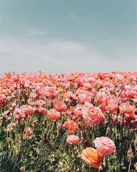 fields of flowers #summer | Flower aesthetic, Beautiful flowers, Flowers