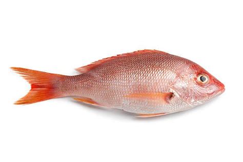 White Snapper Fish