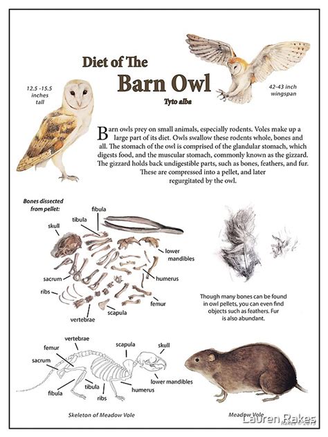 "Diet of the Barn Owl" by Lauren Rakes | Redbubble