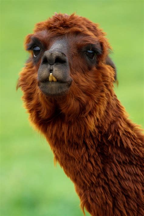 Funny Llama Free Stock Photo - Public Domain Pictures