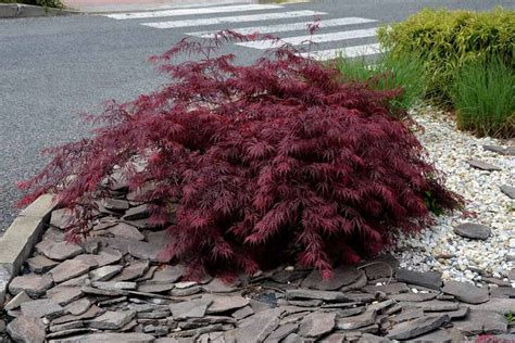 17 of the Best Dwarf Japanese Maple Varieties | Gardener’s Path