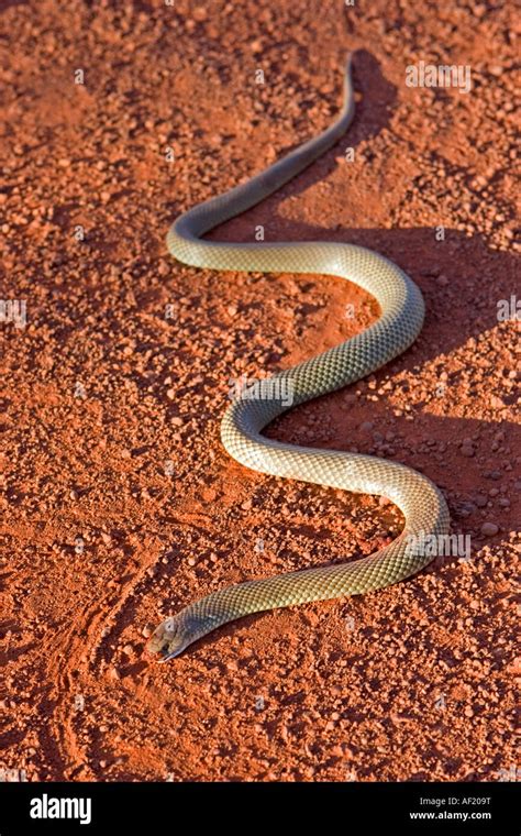 A King Brown Snake ( Pseudechis australis ) in the Australian Outback Stock Photo, Royalty Free ...