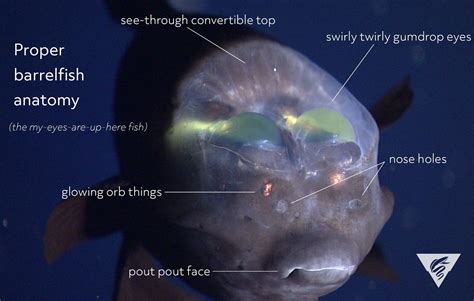 Barreleye Fish Diagram