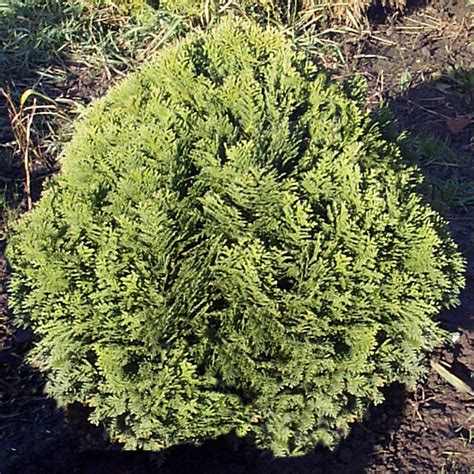 Chamaecyparis lawsoniana 'Minima Glauca' 1L - Coolings Garden Centre