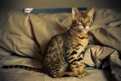 Domestic Bengal Cats: an Exotic Cat Breed | HubPages