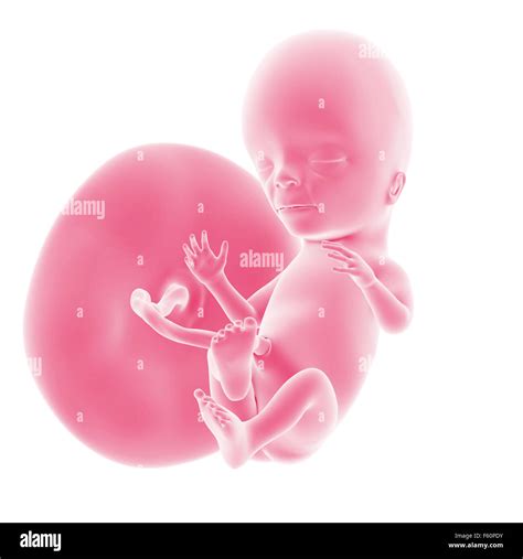 illustration of the fetal development - week 15 Stock Photo - Alamy