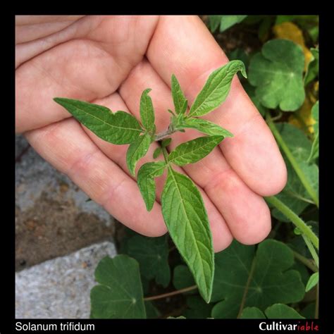 Solanum trifidum - How to Grow Wild Potatoes - Cultivariable