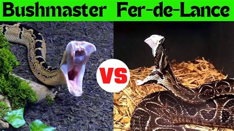 Serpent Center Showdown Fer de Lance vs Bushmaster | Bothrops Babies Born - YouTube