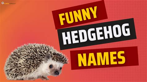 380+ Funny Hedgehog Names [Silly & Creative Choices]