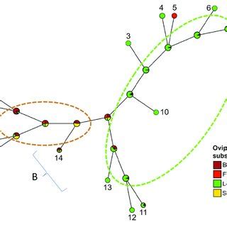 Stochastic character mapping of the Hawaiian Drosophilidae (Drosophila... | Download Scientific ...