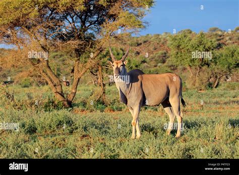 Male eland antelope (Tragelaphus oryx) in natural habitat, Mokala National Park, South Africa ...