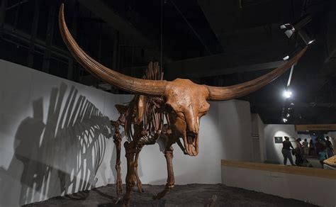 A Giant Bison in Ice Age exhibit from Cincinnati Museum Center at Union Termina | Prehistoric ...