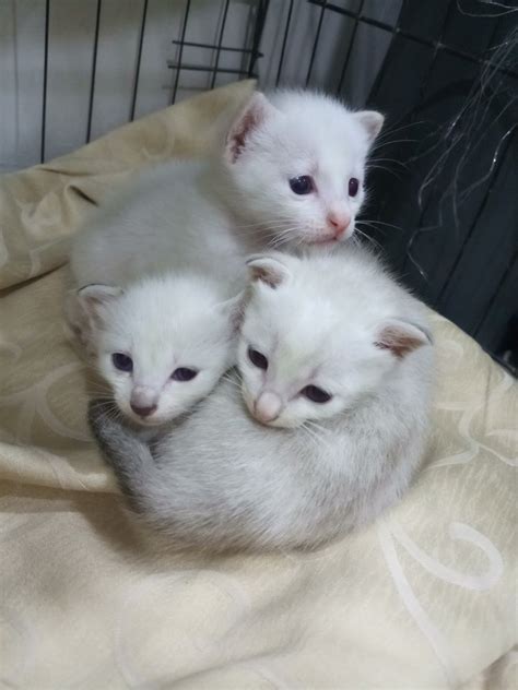 Siamese Kitten Adopted - 4 Years 5 Months, White Kittens from Petaling Jaya, Selangor - PetFinder.my