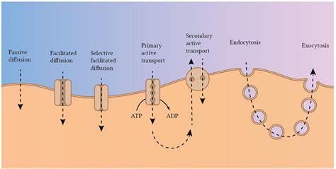 Movement of Substance Across the Plasma Membrane - CarlyewtFerguson