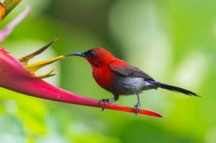 Crimson Sunbird – Singapore Birds Project