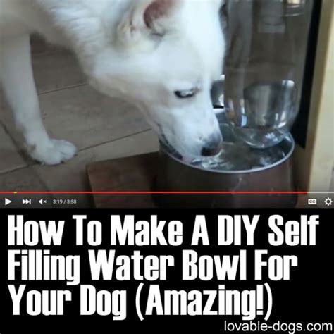 Lovable Dogs How To Make A DIY Self Filling Water Bowl For Your Dog (Amazing!) - Lovable Dogs