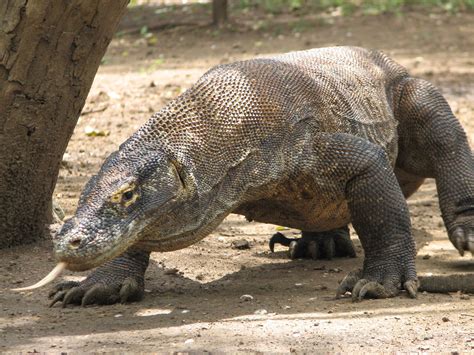 The komodo dragon | Komodo dragon, Komodo, Rare animals