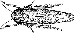 Potato Leafhopper | CropWatch