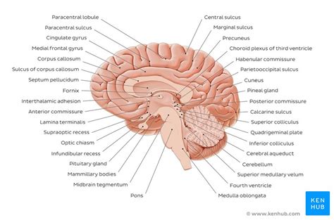 Midsagittal View Of Brain