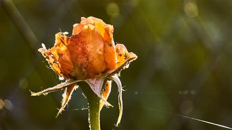 6 Rose Diseases and Pests and How to Treat Them - Utopia