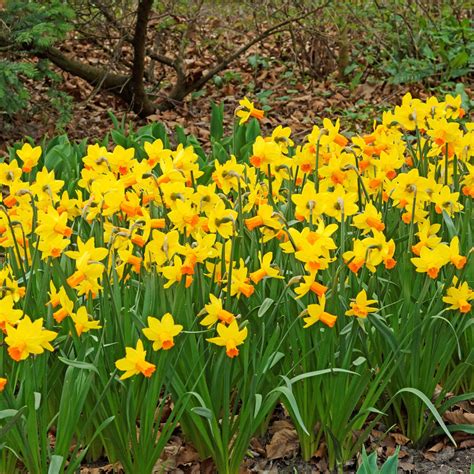 Narcissus Jetfire – Easy To Grow Bulbs