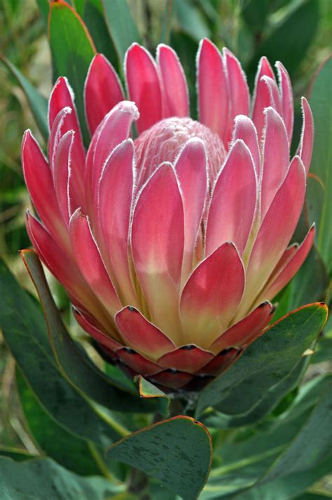 Pink Duke #CaGrown #AmericanGrown | Unusual flowers, Exotic flowers