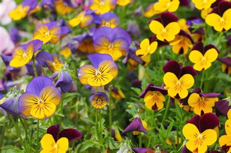 Growing Viola Flowers for a Vibrant Garden | LoveToKnow