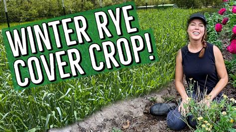 Winter Rye Cover Crop for the Home Garden - YouTube