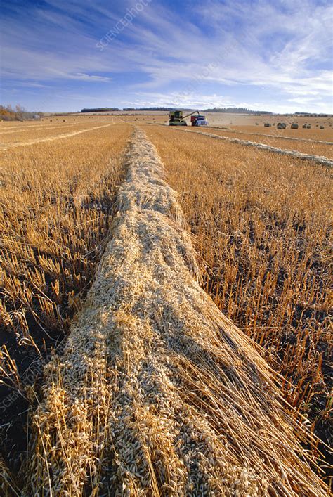 Oat harvest - Stock Image - E770/1089 - Science Photo Library